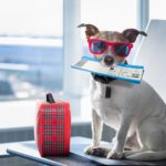 Правила перевозки кошек и собак в самолете - Блог SUPERPET