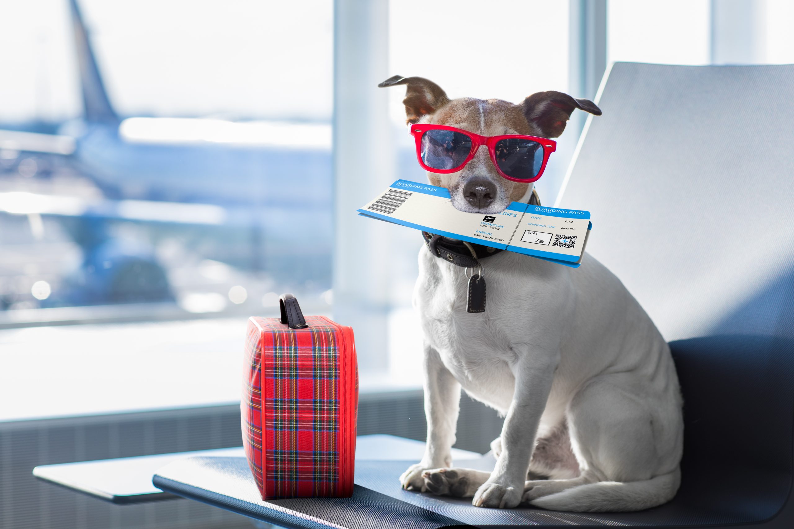 Правила перевозки кошек и собак в самолете - Блог SUPERPET