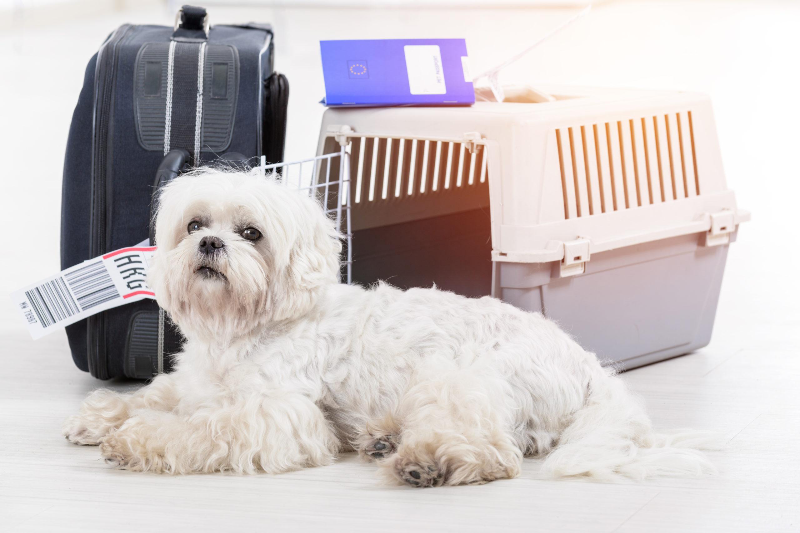 shutterstock 750857800 scaled Правила перевозки кошек и собак в самолете - Блог SUPERPET