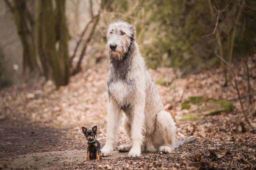 shutterstock 75934400811111 Нужно ли мыть собаку и как правильно это делать - Блог SUPERPET
