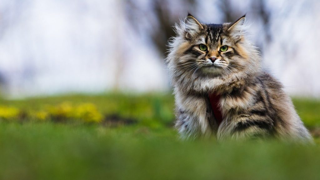 siberian cat 6541795 1280 1 Топ самых популярных пород кошек в России и в мире - Блог SUPERPET