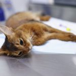 Кошачий коронавирус: диагностика и лечение - Блог SUPERPET