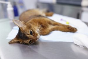 Кошачий коронавирус: диагностика и лечение - Блог SUPERPET