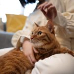 Аллергия у кошек и собак: пищевая или непищевая - Блог SUPERPET