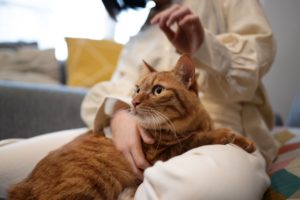 Аллергия у кошек и собак: пищевая или непищевая - Блог SUPERPET