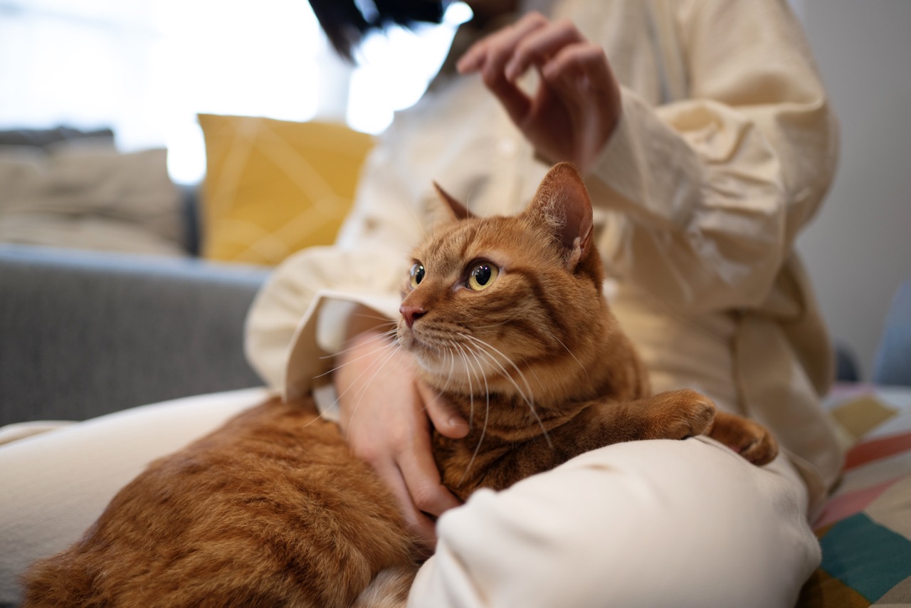 Аллергия у кошек и собак: пищевая или непищевая - Блог SUPERPET
