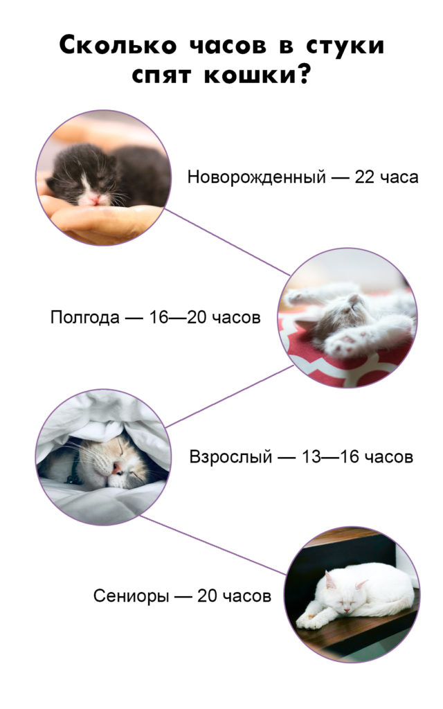 sleep Сколько спят кошки - Блог SUPERPET
