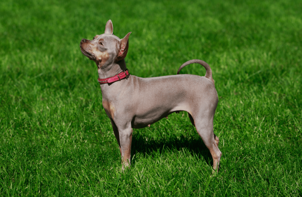 superpet 11 Американский голый терьер