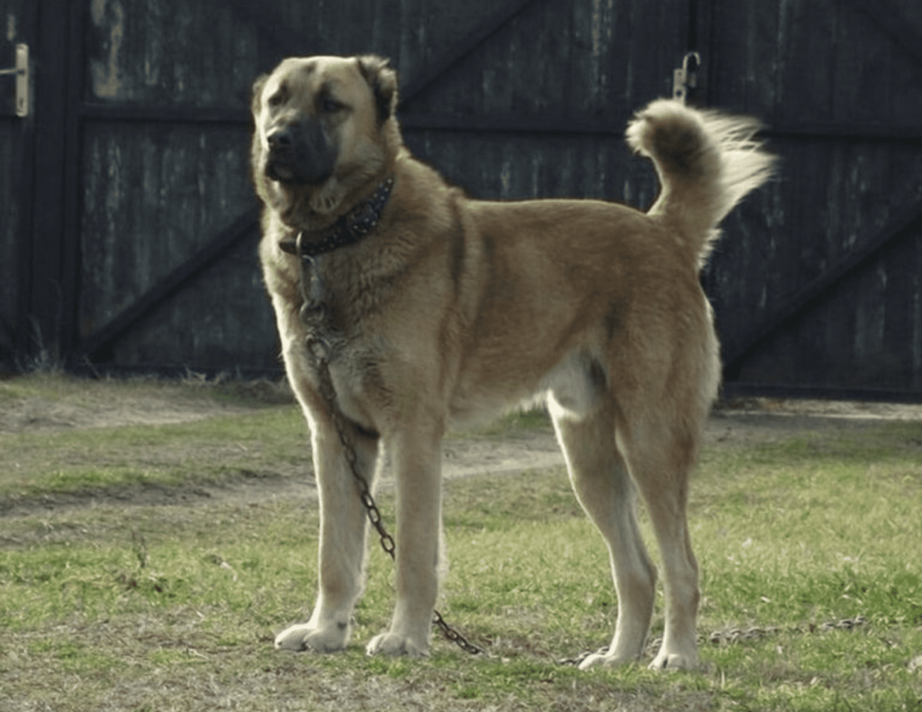 superpet 1400 x 1080 px Виды овчарок: названия пород, особенности, фото - Блог SUPERPET