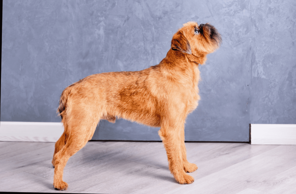 superpet 16 маленький гриффон