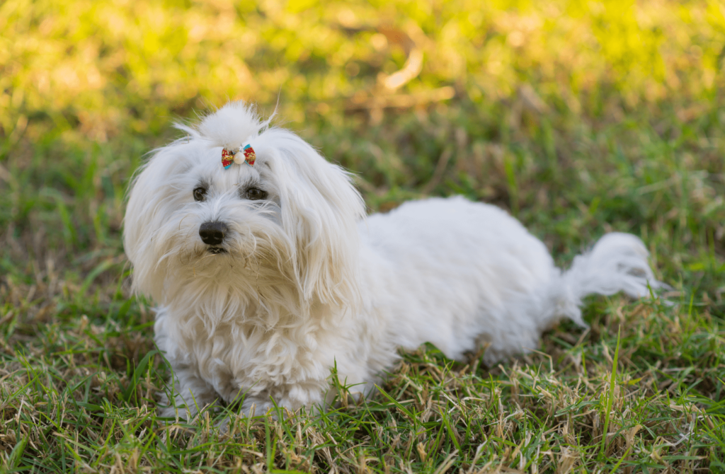 superpet 18 бишон