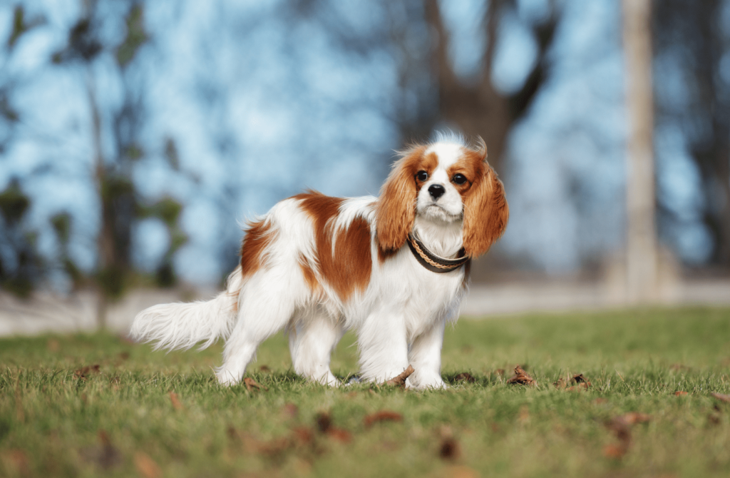superpet 20 Кавалер-кинг-чарльз-спаниель.