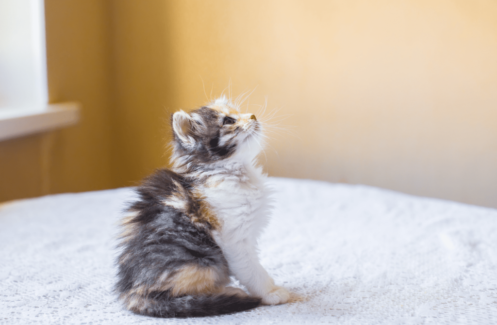superpet 2021 11 25t131715.958 трехцветный котенок
