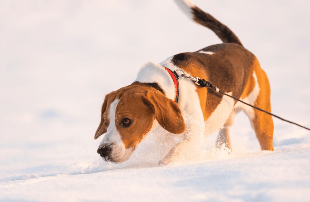 superpet 2021 11 25t155616.634 Бигль: всё о собаке, описание породы, фото - Блог SUPERPET