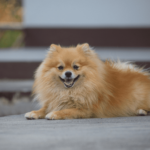 Все, что нужно знать о померанских шпицах - Блог SUPERPET