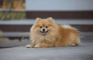 Все, что нужно знать о померанских шпицах - Блог SUPERPET