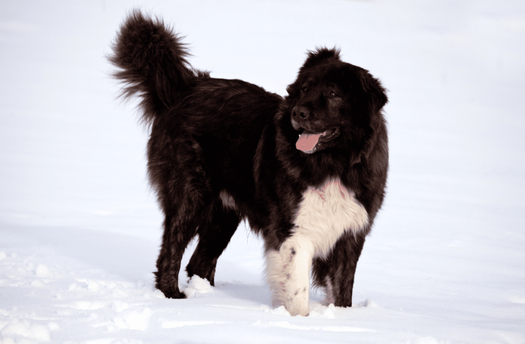 superpet 2021 12 08t145559.276 Болгарская овчарка