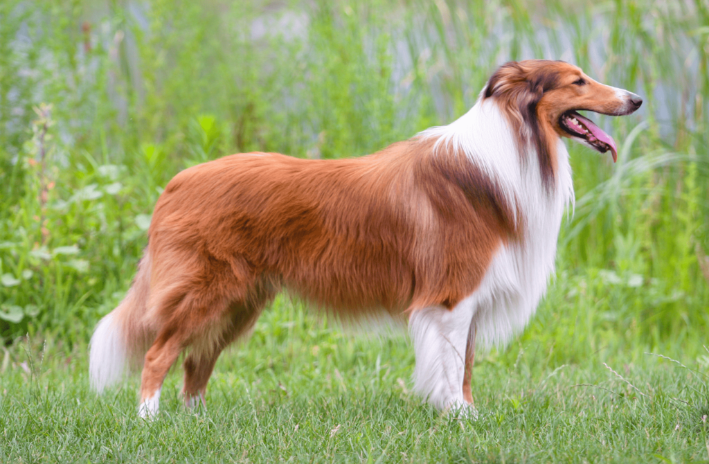 superpet 2021 12 08t163811.158 Колли