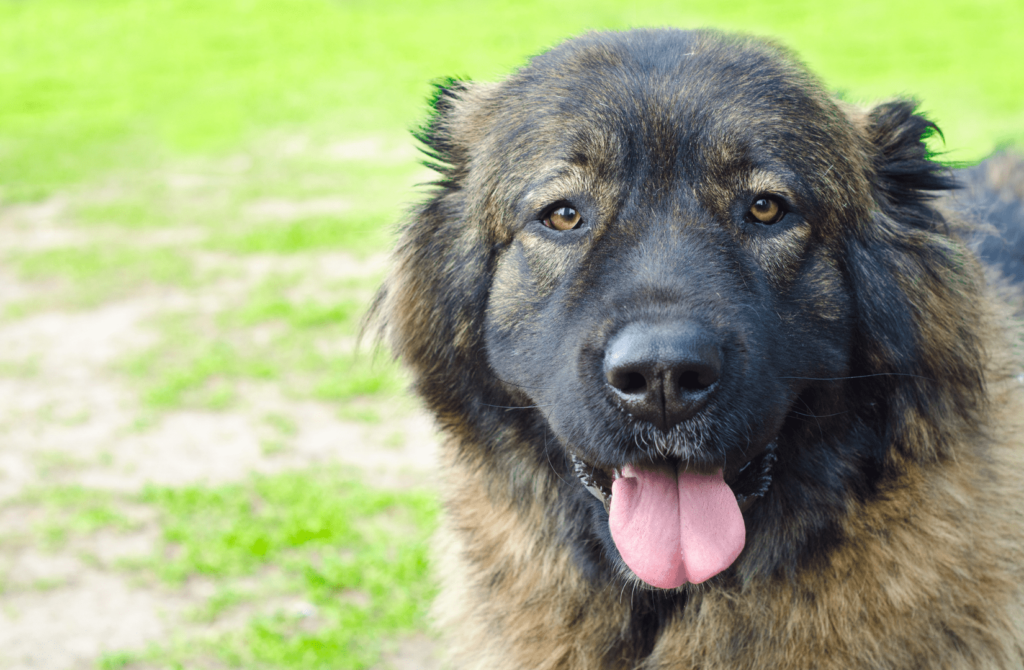 superpet 2021 12 08t164155.214 Крашская