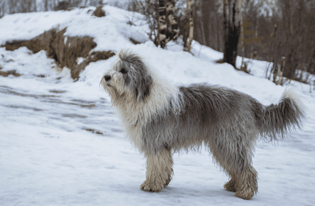 superpet 2021 12 08t164708.555 овчарка бобтейл