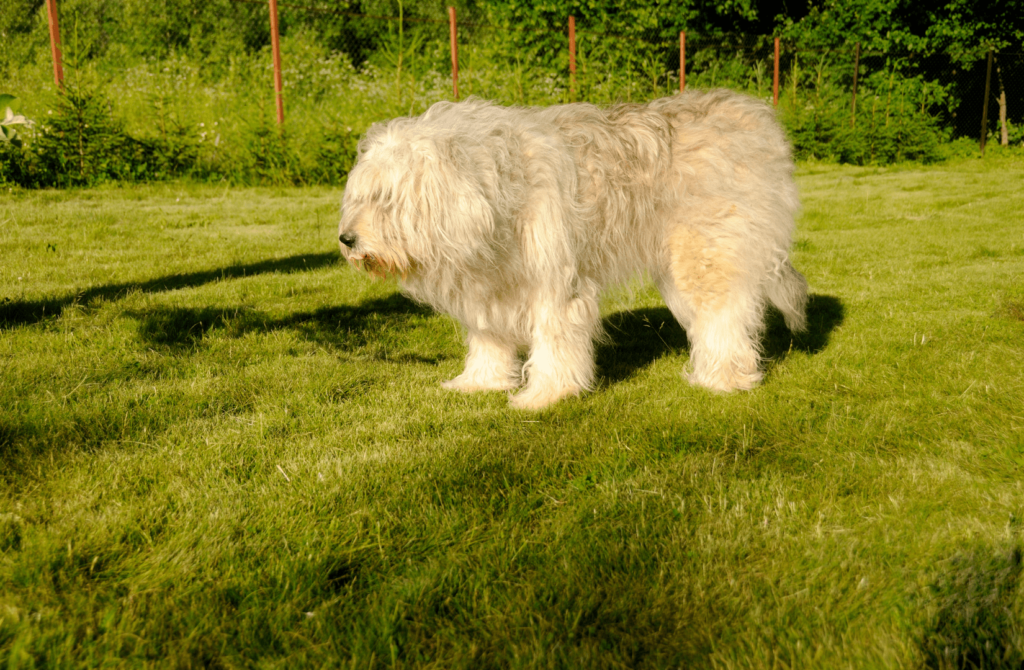 superpet 2021 12 08t165006.240 Южнорусская