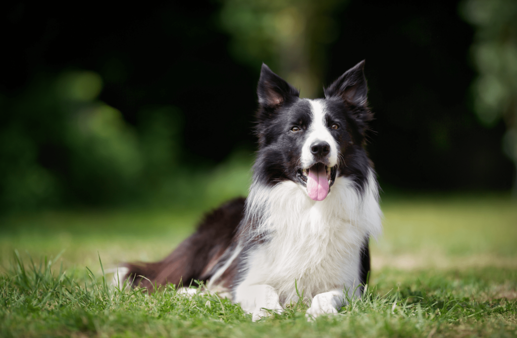 superpet 2021 12 08t165252.053 Бордер-колли