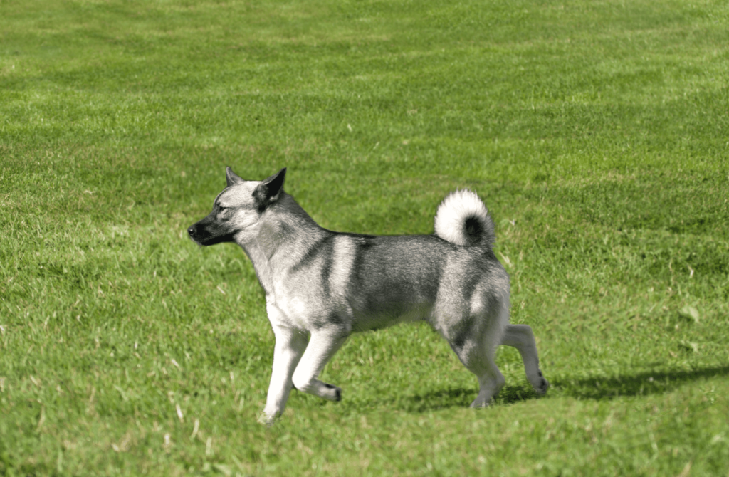 superpet 2021 12 08t165823.246 Норвежская овчарка.
