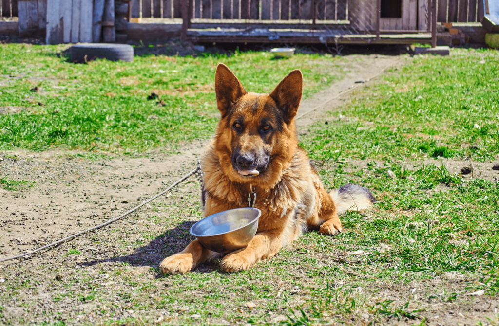 Немецкая овчарка: особенности породы, фото, описание - Блог SUPERPET