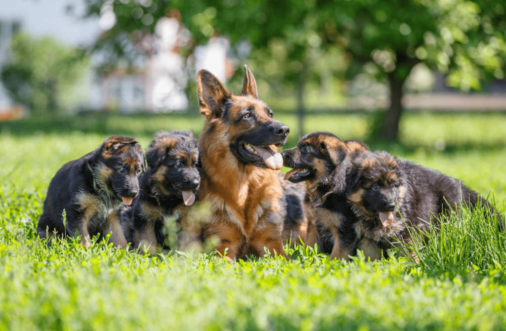Немецкая овчарка: особенности породы, фото, описание - Блог SUPERPET