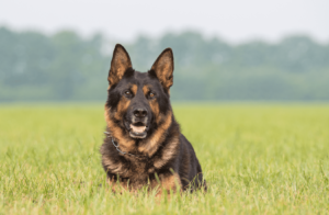 Немецкая овчарка: особенности породы, фото, описание - Блог SUPERPET