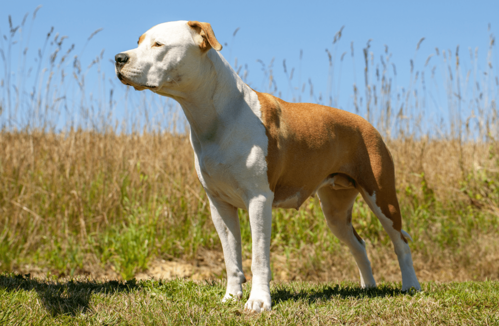 superpet 2021 12 20t171224.927 Стаффордширский терьер