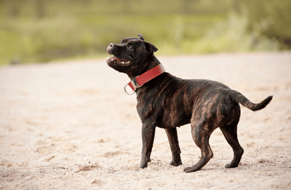 superpet 2021 12 20t173800.620 Стаффордширский терьер: особенности породы, описание - Блог SUPERPET