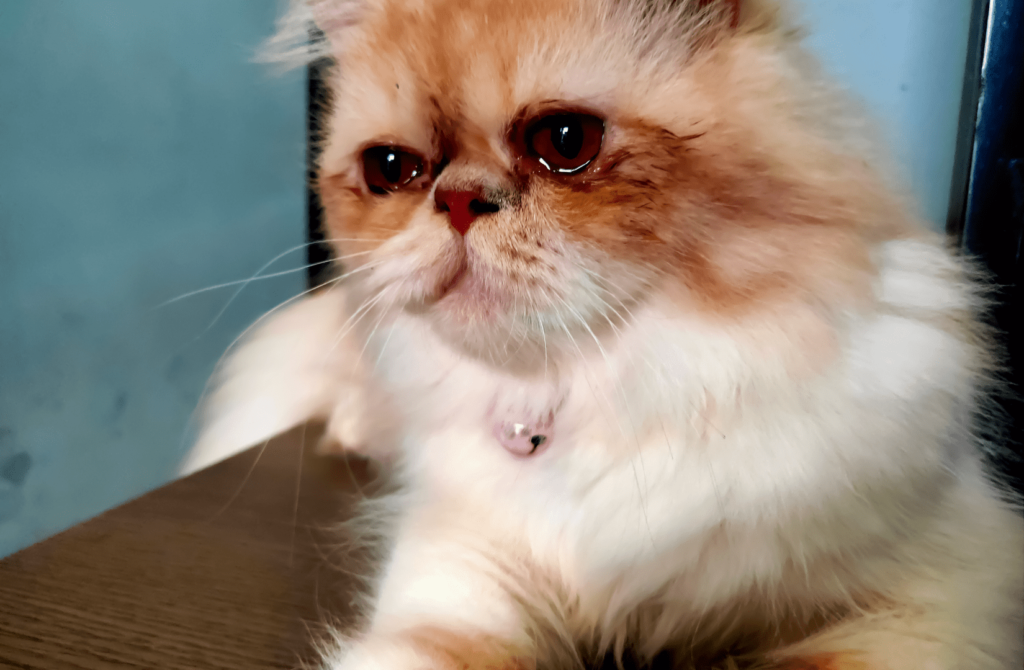 superpet 2022 04 27t123241.443 Почему у кошки слезятся глаза: причины, последствия, лечение - Блог SUPERPET