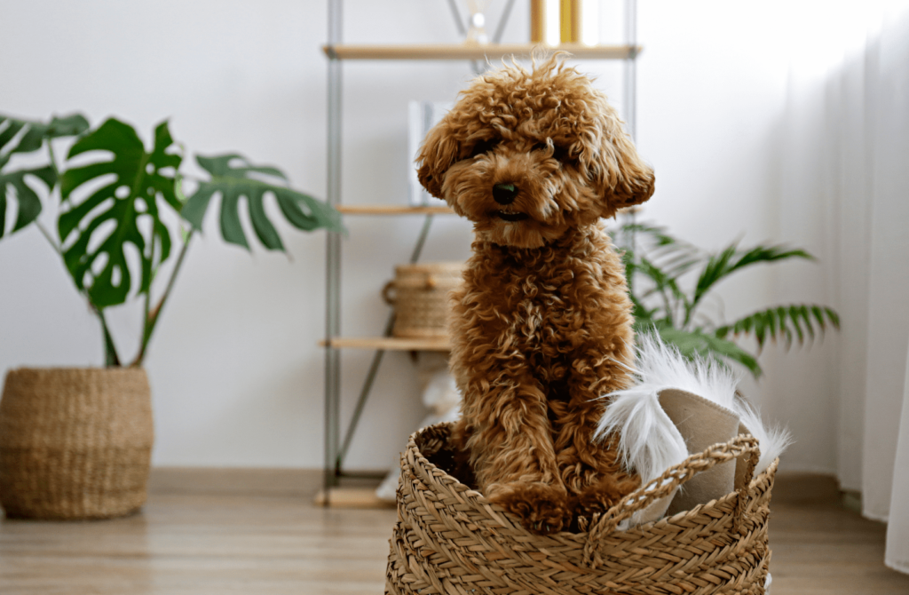 superpet 25 Мальтипу