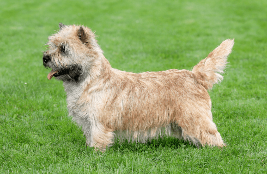 superpet 28 Норвич-терьер
