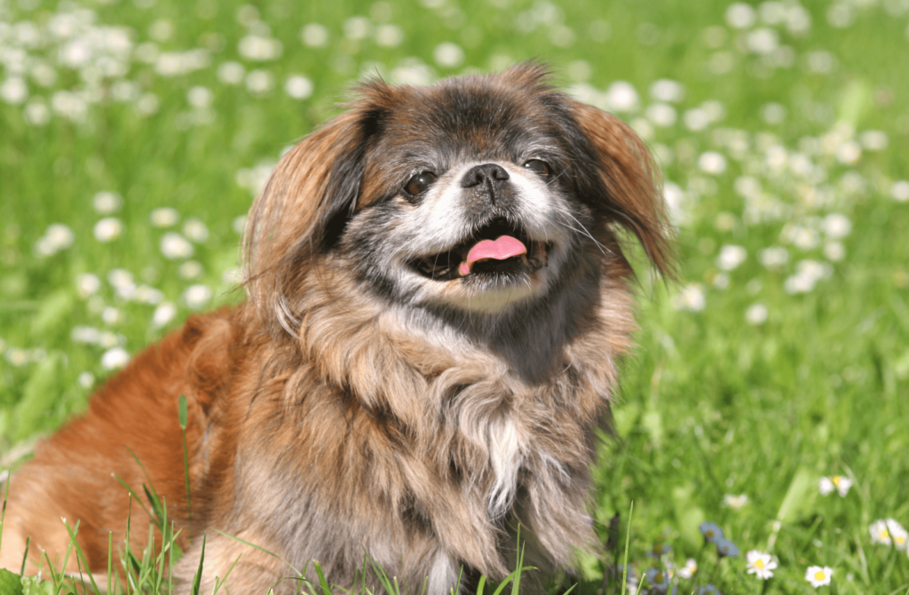 superpet 30 Пекинес
