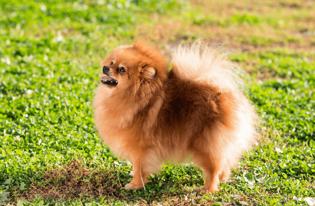 superpet 33 Померанский шпиц