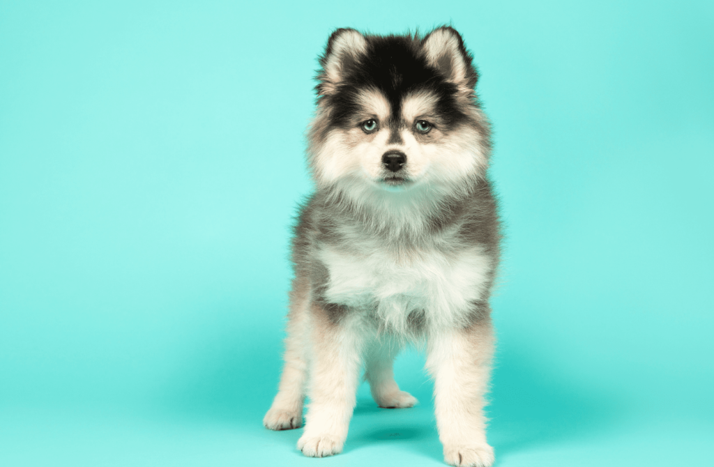 superpet 34 Помски