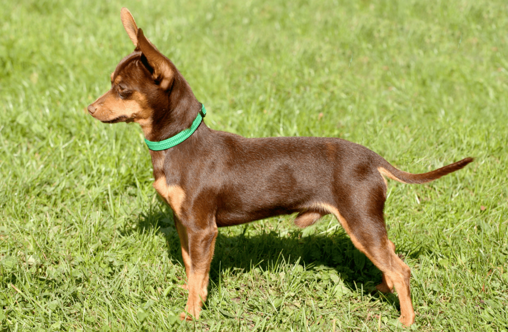 superpet 35 Пражский крысарик