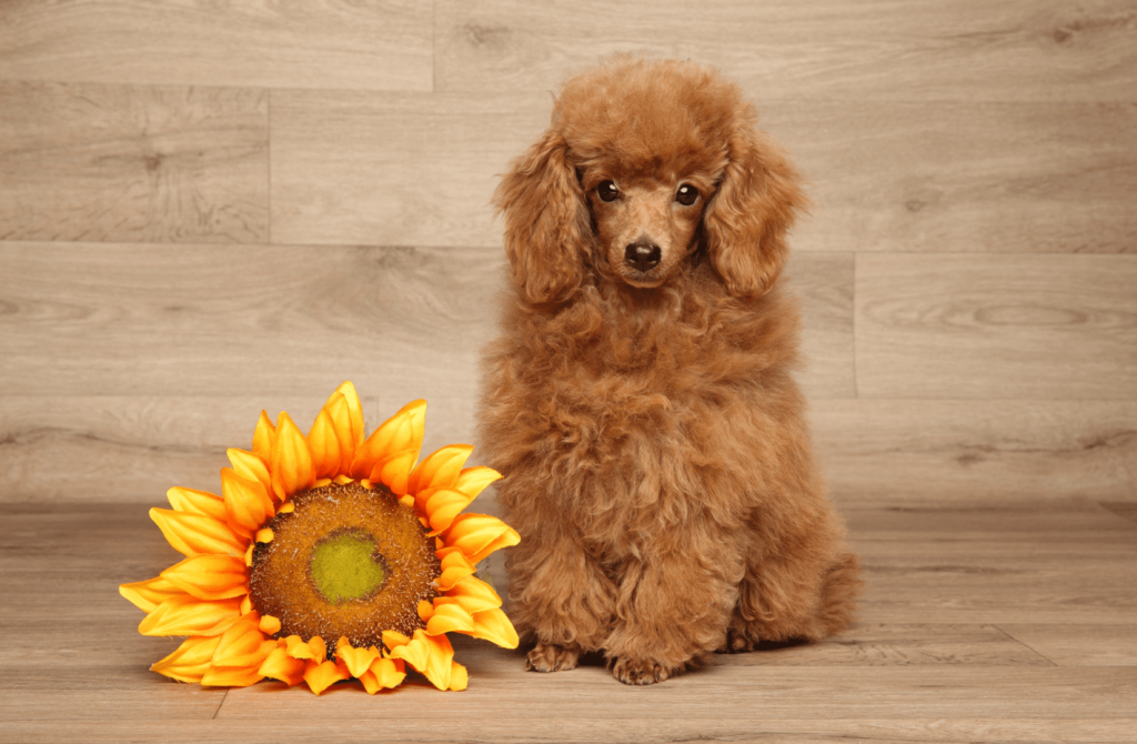 superpet 37 Карликовый пудель