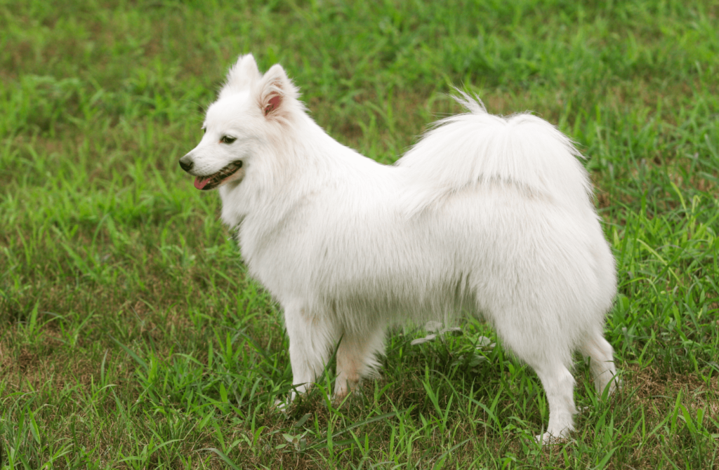 superpet 42 Японский шпиц