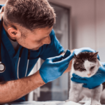 Ушной клещ у кошек: симптомы, лечение, профилактика - Блог SUPERPET