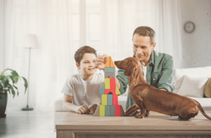 Какие породы собак подходят для квартиры - Блог SUPERPET