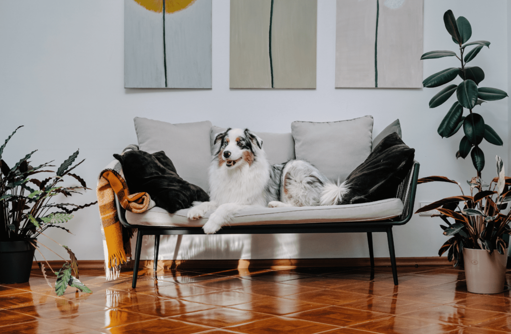 Какие породы собак подходят для квартиры - Блог SUPERPET