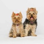 Топ самых популярных пород собак в России и мире - Блог SUPERPET