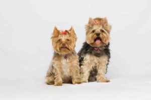 Топ самых популярных пород собак в России и мире - Блог SUPERPET
