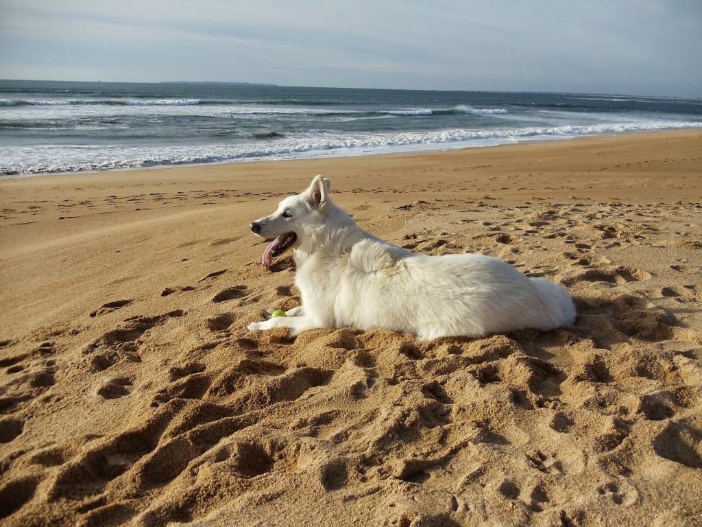 swiss white shepherd 2736223 1280 1 Какие породы собак самые крупные - Блог SUPERPET