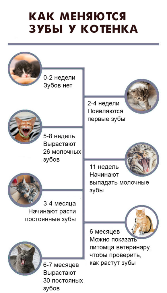 Зубы у котят: когда появляются и как меняются - Блог SUPERPET