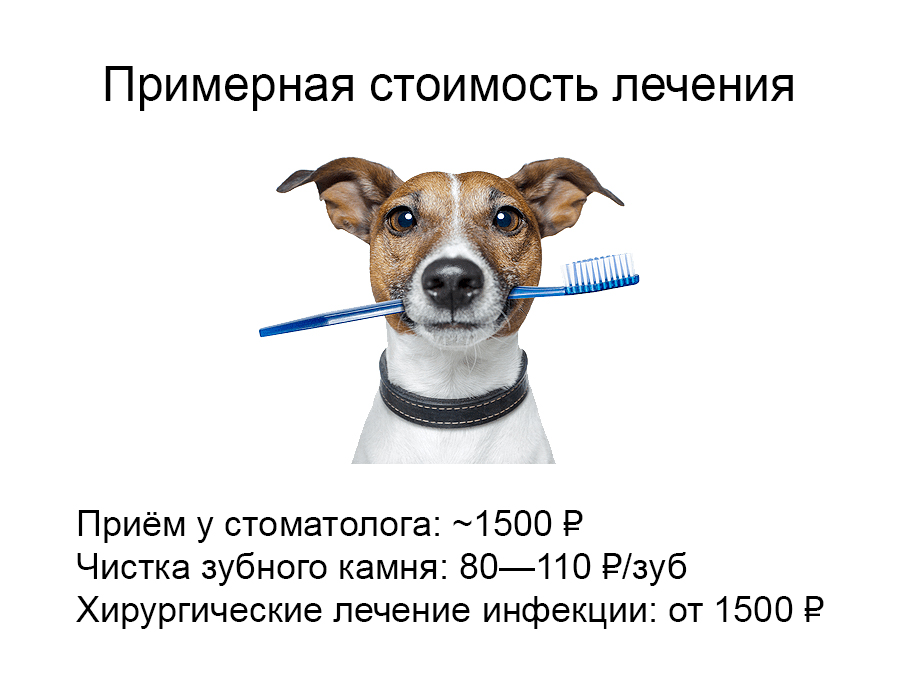 teeth Как сухой корм влияет на зубы собак - Блог SUPERPET