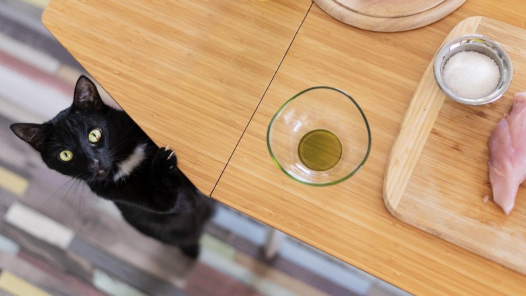 top view cute cat near table krupnyj Витамины для кошек: какие и сколько нужно давать - Блог SUPERPET